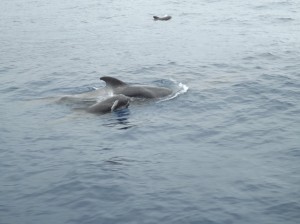 Ballenas en Tenerife